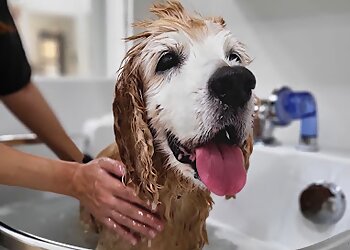 The Grooming Angels image The Grooming Angels