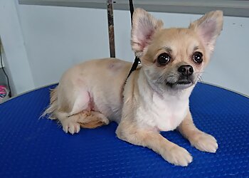 Bukit Merah Pet Services The Grooming Table image 3 Bukit Merah Pet Services The Grooming Table image 3