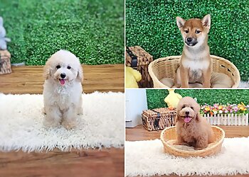 The Lovely Pets image The Lovely Pets