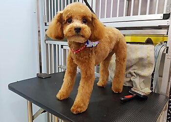 Telok Blangah Pet Services The Pawfect Groom Pet Barber image 2 Telok Blangah Pet Services The Pawfect Groom Pet Barber image 2