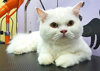 Telok Blangah Pet Services The Pawfect Groom Pet Barber image 3 Telok Blangah Pet Services The Pawfect Groom Pet Barber image 3