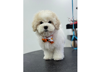 Hougang Pet Services The Pets Workshop Kovan image 2 Hougang Pet Services The Pets Workshop Kovan image 2