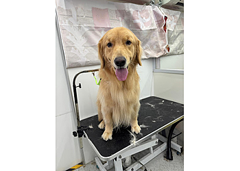 Hougang Pet Services The Pets Workshop Kovan image 3 Hougang Pet Services The Pets Workshop Kovan image 3