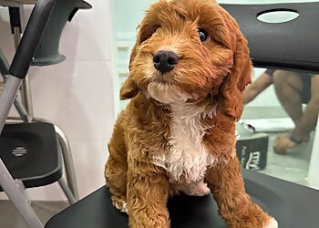 Macpherson Pet Services The Pup Life image 2 Macpherson Pet Services The Pup Life image 2