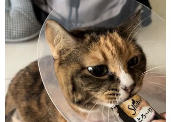 Queenstown Veterinary Clinics The Veterinary Clinic image 3 Queenstown Veterinary Clinics The Veterinary Clinic image 3