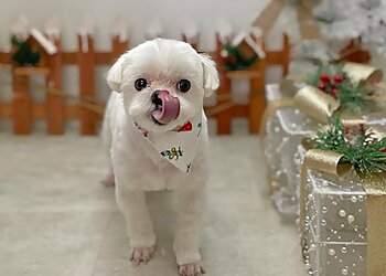 Pasir Ris Pet Services The Weekend Groomers Pte Ltd image 2 Pasir Ris Pet Services The Weekend Groomers Pte Ltd image 2