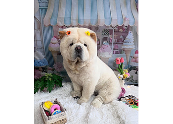 Pasir Ris Pet Services The gentle dog image 2 Pasir Ris Pet Services The gentle dog image 2