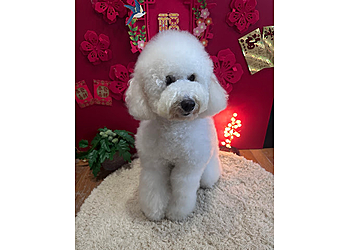 Pasir Ris Pet Services The gentle dog image 3 Pasir Ris Pet Services The gentle dog image 3