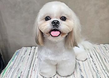 Sengkang Pet Services Tmd.Woof image 2 Sengkang Pet Services Tmd.Woof image 2