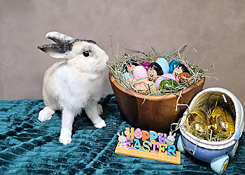 Sengkang Pet Services Tmd.Woof image 3 Sengkang Pet Services Tmd.Woof image 3