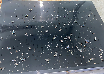 Bishan Pest Control Companies United Pest & Vector Management Pte Ltd. image 2 Bishan Pest Control Companies United Pest & Vector Management Pte Ltd. image 2