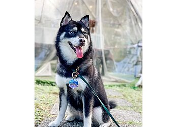 Urban Paws  photo Urban Paws