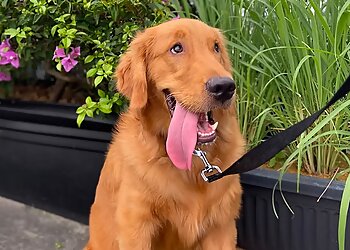 Urban Paws  image Urban Paws