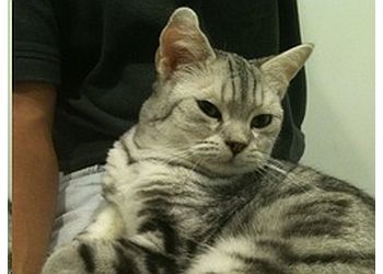 Bukit Merah Veterinary Clinics VET@RV image 3 Bukit Merah Veterinary Clinics VET@RV image 3